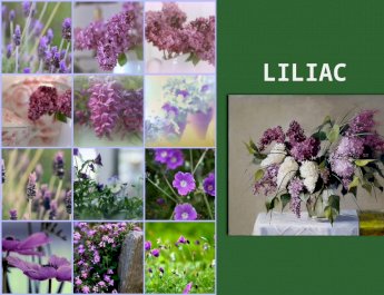Liliac